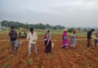 कम लागत में बेहतर आय : मूंग की उन्नत किस्म GAM-5 से बदलेगी क्षेत्र के किसानों की तकदीर