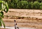 सरगुजा की आर्द्रभूमि में फिर दिखा राष्ट्रीय गौरव पक्षी सारस क्रेन