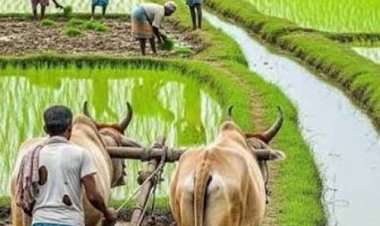 प्रदेश में मानसून के दस्तक के साथ ही खेती-किसानी में तेजी