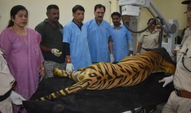खिवनी के बाघ युवराज के आगे के दोनों पैर और पिछले बाएं पैर में गहरे घाव मिले