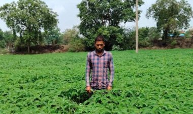 प्राकृतिक खेती को बढ़ावा देने की पहल ला रही बदलाव, हरी खाद अपनाकर आत्मनिर्भर खेती की राह पर बढ़ रहे किसान