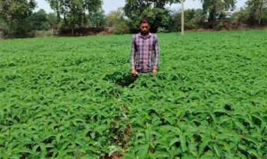 हरी खाद (ढैंचा) से संवर रही खेतों की सेहत, टिकाऊ खेती की ओर बढ़ रहे किसान