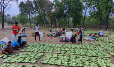 बीजापुर ने रचा इतिहास, तेंदूपत्ता नीलामी में मिला वर्षों का सर्वाधिक मूल्य