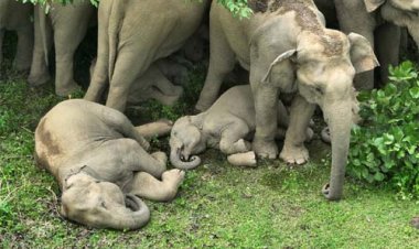 कोरबा का मानव-हाथी प्रबंधन मॉडल: तकनीक, जनभागीदारी और संवेदनशील प्रशासन से बन रही नई मिसाल
