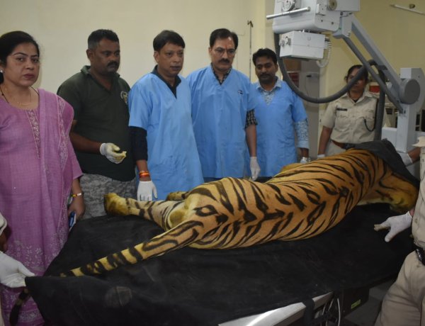 खिवनी के बाघ युवराज के आगे के दोनों पैर और पिछले बाएं पैर में गहरे घाव मिले