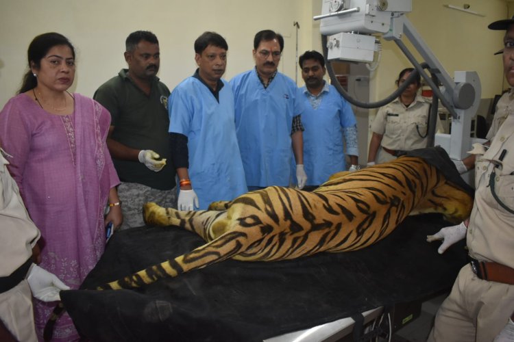 खिवनी के बाघ युवराज के आगे के दोनों पैर और पिछले बाएं पैर में गहरे घाव मिले