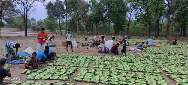 बीजापुर ने रचा इतिहास, तेंदूपत्ता नीलामी में मिला वर्षों का सर्वाधिक मूल्य