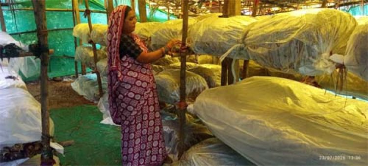 मशरूम उत्पादन से बदली जिंदगी: बिहान ने पुष्पा साव को बनाया आत्मनिर्भर