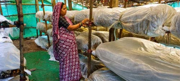 मुख्यमंत्री विष्णुदेव साय के नेतृत्व में ग्रामीण महिलाओं की आत्मनिर्भरता को मिल रही नई उड़ान