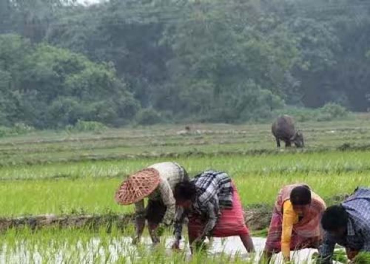 प्रदेश में खेती-किसानी का काम तेज़ी के साथ जारी, राज्य में लक्ष्य का 80 प्रतिशत बोनी पूर्ण
