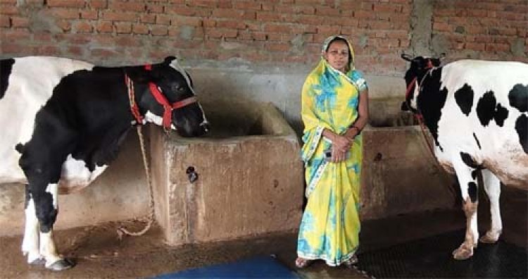 ​कृत्रिम गर्भाधान से बदली किस्मत, कंचनपुर की प्रेम कुमारी बनीं सफल डेयरी उद्यमी