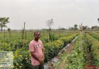 गेंदा फूल की खेती से किसान हेमचंद साहू की बदली तस्वीर