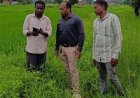 डिजिटल क्रॉप सर्वे से खेत-खेत दर्ज हो रही फसल की वास्तविक जानकारी, धान खरीदी की राह होगी आसान