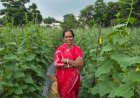 बिहान से बहनों को मिला आर्थिक संबल, खीरे की खेती से सुभद्रा मंडल ने लिखी आत्मनिर्भरता की नई कहानी