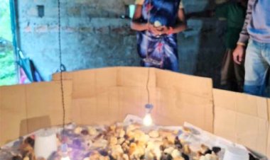 बड़ांजी में देसी मुर्गीपालन से महिलाओं के लिए खुली स्वरोजगार की नई राह