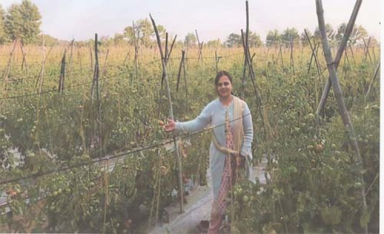  टमाटर की खेती से भारती की बढ़ी आमदनी