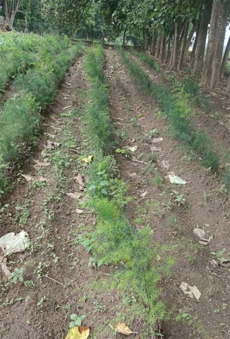 सतावर की खेती से कम लागत में अधिक मुनाफा