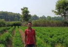 मिर्च की खेती बनी महेंद्र की आय का आधार, उन्नत खेती से बदली आर्थिक तस्वीर