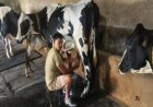उन्नत नस्ल सुधार और आधुनिक पशुपालन से बदली परदेशी की किस्मत