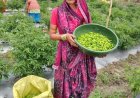 'तीखी मिर्च' से घुली जीवन में मिठास