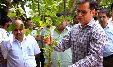 सूचना एवं जनसम्पर्क आयुक्तशर्मा ने डीआईपीआर परिसर में किया पौधारोपण