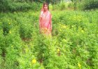 सेवा की कहानी : राष्ट्रीय बागवानी मिशन के अंतर्गत पुष्प क्षेत्र विस्तार घटक योजना से कुमारी ने गेंदे की खेती को अपनाया