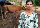 विशेष लेख : पशुपालन और मछली पालन से बदल रही सरगुजा के किसानों की तकदीर, ग्रामीण अर्थव्यवस्था को मिल रही नई मजबूती