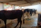 सेवा संकल्प अभियान : महेश नाग का कच्चे शेड से शुरू हुआ सफर अब पक्के मकान और सफल डेयरी व्यवसाय तक पहुंचा