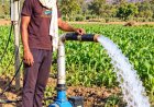 सेवा की कहानी : किसान समृद्धि योजना से मनोज के खेतों में आई हरियाली, बढ़ी खुशहाली