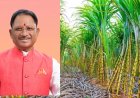 प्रदेश के 31 हजार गन्ना किसानों को मिलेगा 51.09 करोड़ रुपए का बोनस
