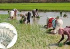 कृषक उन्नति योजना का लाभ लेने किसानों से अपील