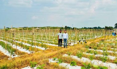उद्यानिकी विभाग की योजनाओं से छत्रपाल सिंह कंवर ने संवारी खेती, सालाना आय बढ़कर 4-5 लाख रुपये तक पहुंची